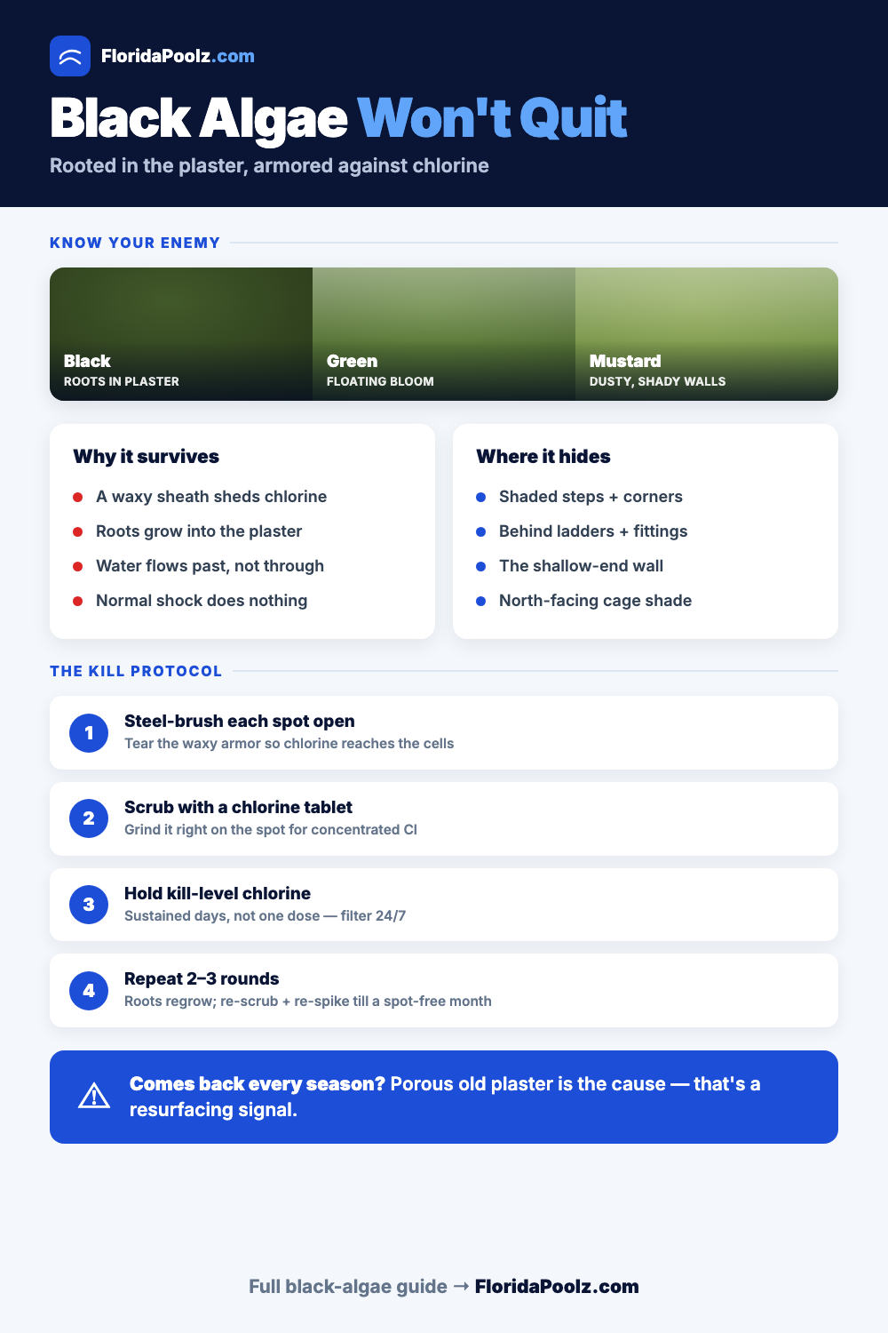 Black algae removal protocol
